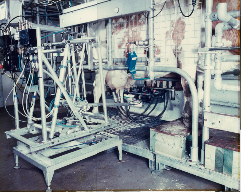A picture of the first robot milking system in the UK in 1991, a brown cow is in a stall and a single arm driven by compressed air rams is attaching a teat cup to a brown and white cow
