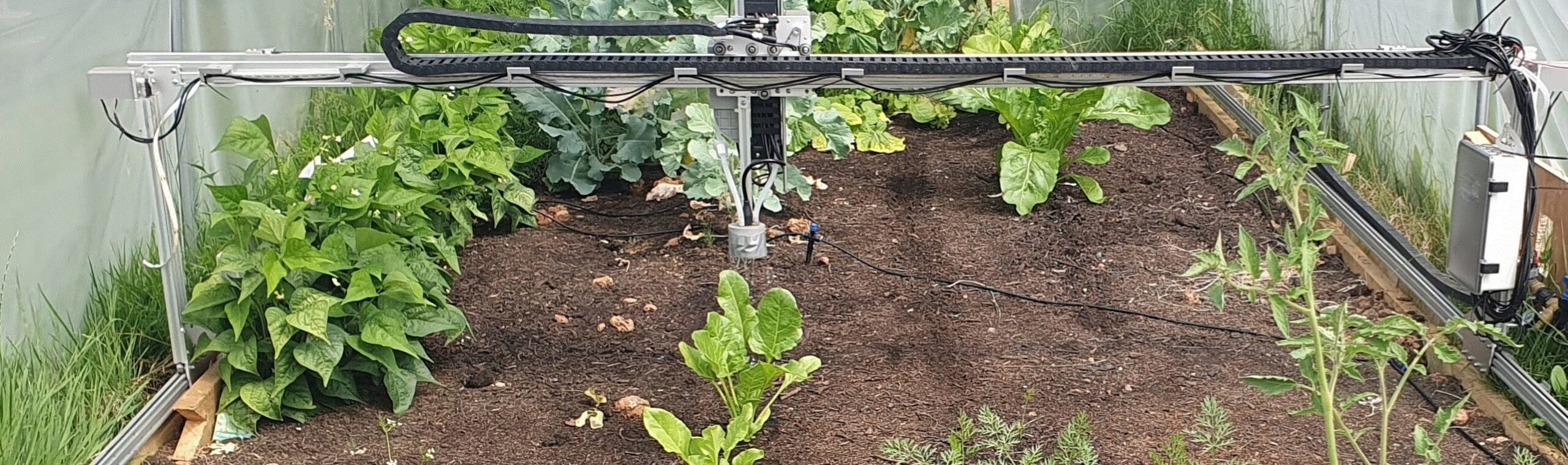 a robot gantry working in a polytunnel over rows of green vegetables